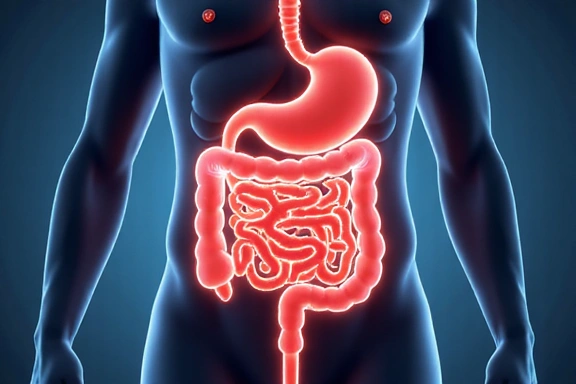 Imagen de un sistema digestivo esquemático